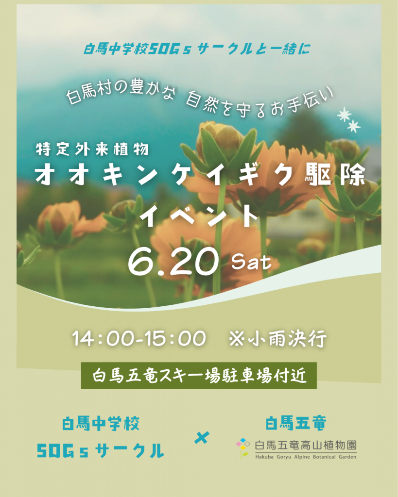 オオキンケイギク駆除イベント